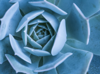The perfect whorl of leaves within a succulent plant